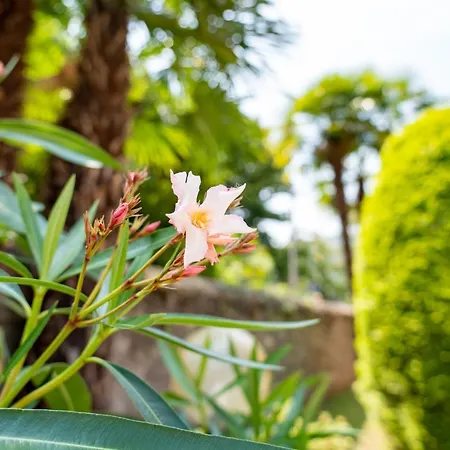 Casa Comparin 레사